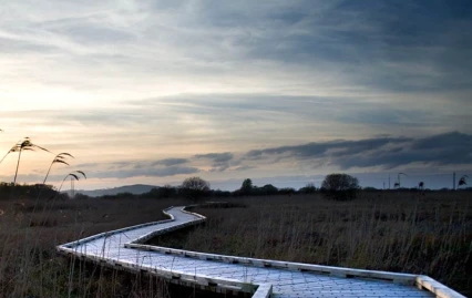 Pollardstown Fen