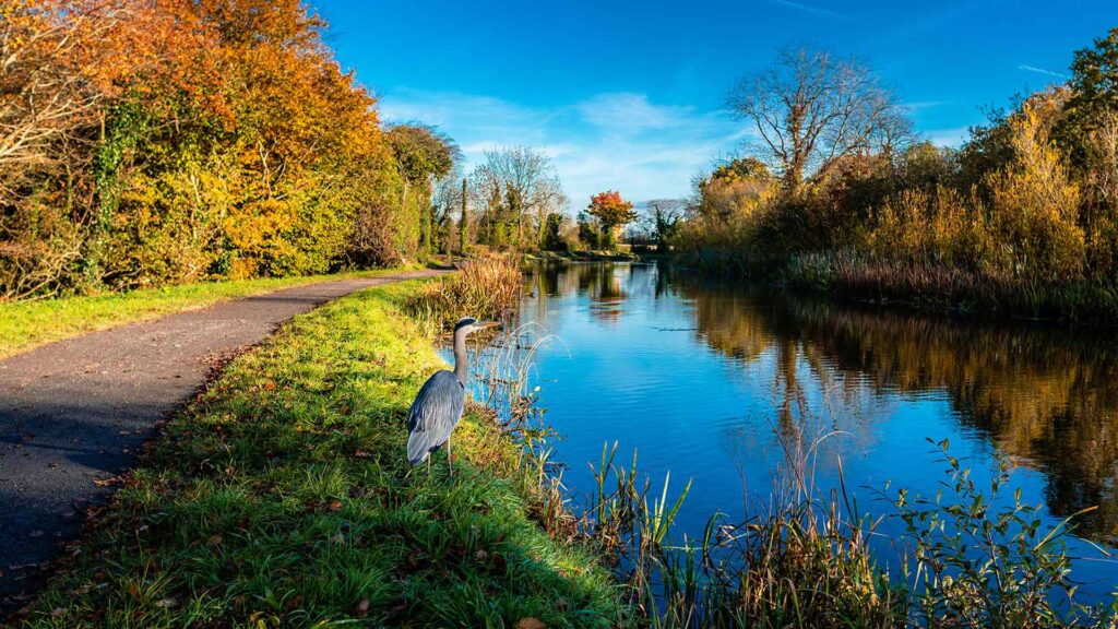 Kildare canal